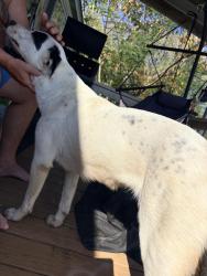 Found/Stray Female Dog last seen Neches Parkway and Hwy 2661 Tyler, Smith County, TX 75704