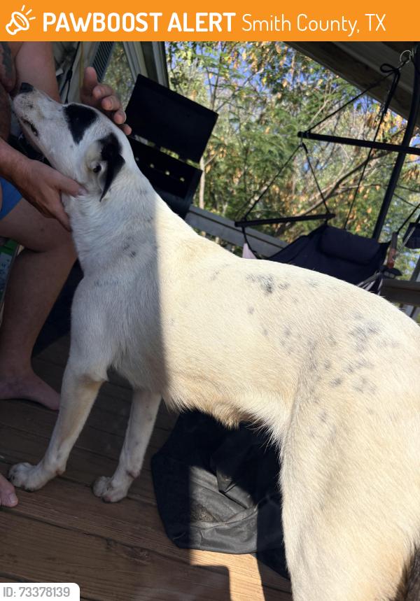 Found/Stray Female Dog last seen Neches Parkway and Hwy 2661 Tyler, Smith County, TX 75704