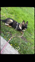 Reunited Female Dog last seen 64Th and Knox, Chicago, IL 60637