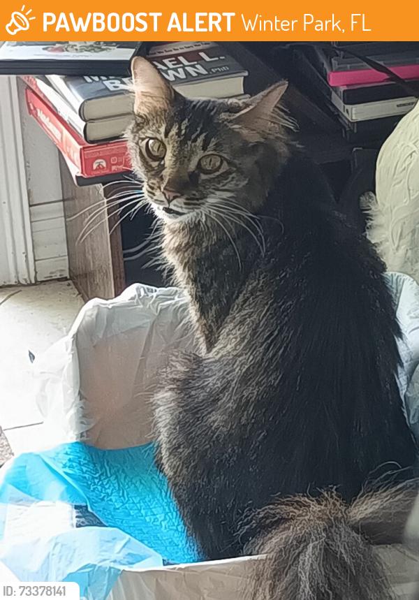 Found/Stray Female Cat last seen Blairshire cir and Banchory rd, Winter Park, FL 32792