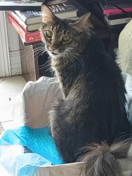 Found/Stray Female Cat last seen Blairshire cir and Banchory rd, Winter Park, FL 32792