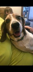 Lost Male Dog last seen Michigan st and parker ave, Indianapolis, IN 46201