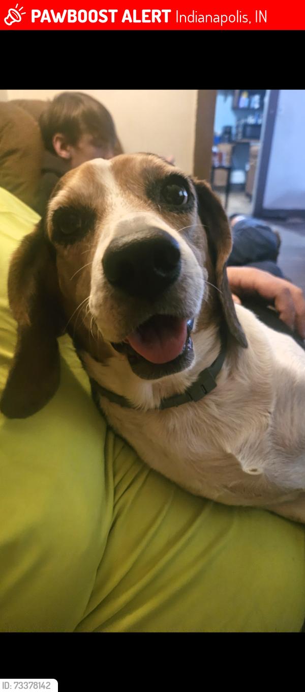Lost Male Dog last seen Michigan st and parker ave, Indianapolis, IN 46201
