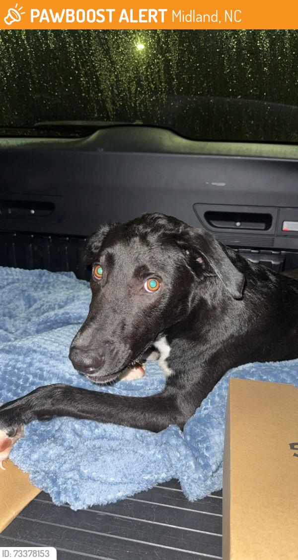 Found/Stray Male Dog last seen Near, Midland, NC 28107