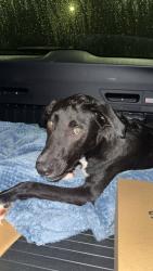 Found/Stray Male Dog last seen Near, Midland, NC 28107