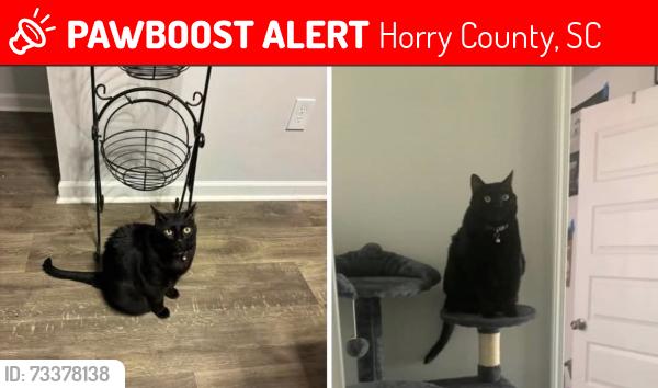 Lost Female Cat last seen Diamondback Golf Club, Horry County, SC 29569
