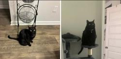 Lost Female Cat last seen Diamondback Golf Club, Horry County, SC 29569