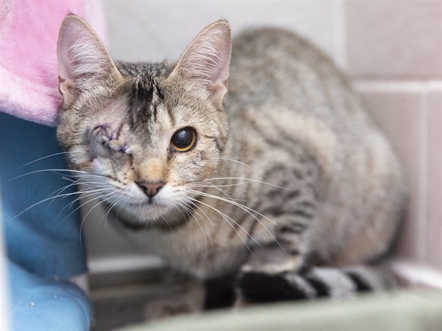 Shelter Stray Female Cat last seen GILBERT RD AND ELLIOT, 5501 E Van Buren St, Phoenix, AZ 85008, USA