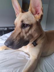 Lost Female Dog last seen Paddle creek, San Antonio, TX 78245