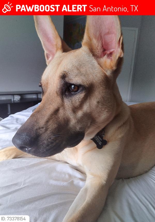 Lost Female Dog last seen Paddle creek, San Antonio, TX 78245