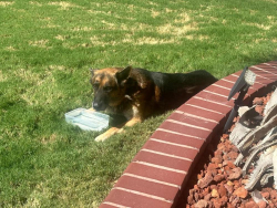 Found/Stray Unknown Dog last seen Vogue and Marble Falls, El Paso, TX 79935