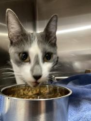 Shelter Stray Female Cat last seen Near BLOCK E SPRING ST, LONG BEACH CA, 90815, 7700 E Spring St, Long Beach, CA 90815, USA