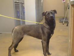 Shelter Stray Female Dog last seen BRADSHAW RD/GOETHE RD, 95827, 3839 Bradshaw Rd, Sacramento, CA 95827, USA
