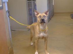 Shelter Stray Female Dog last seen BRADSHAW RD/GOETHE RD, 95827, 3839 Bradshaw Rd, Sacramento, CA 95827, USA