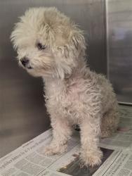 Shelter Stray Female Dog last seen , 1850 W 60th St, Los Angeles, CA 90047, USA