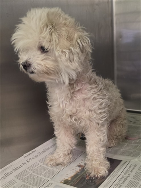 Shelter Stray Female Dog last seen , 1850 W 60th St, Los Angeles, CA 90047, USA