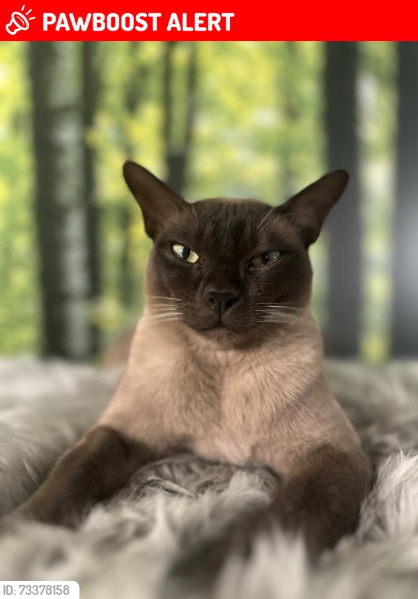 Lost Male Cat last seen Baldwyn’s park Bexley, Greater London, England 
