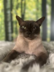 Lost Male Cat last seen Baldwyn’s park Bexley, Greater London, England 