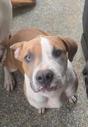 Reunited Male Dog last seen Dellabrook! Emerald st, Winston-Salem, NC 27105