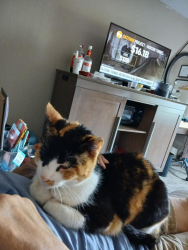 Lost Female Cat last seen Lakeland Inn off Lakeland Avenue behind motel, Bohemia, NY 11716