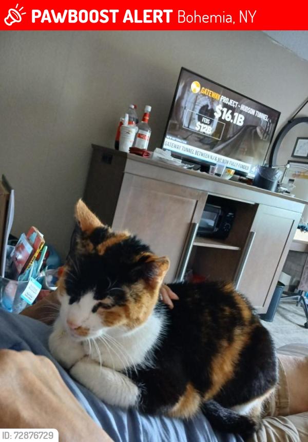 Lost Female Cat last seen Lakeland Inn off Lakeland Avenue behind motel, Bohemia, NY 11716