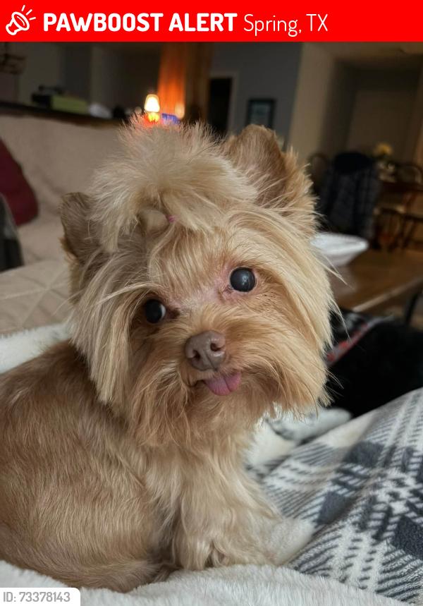Lost Female Dog last seen Casper Dr & Tyrone St, Spring, TX 77373
