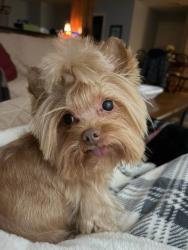 Lost Female Dog last seen Casper Dr & Tyrone St, Spring, TX 77373