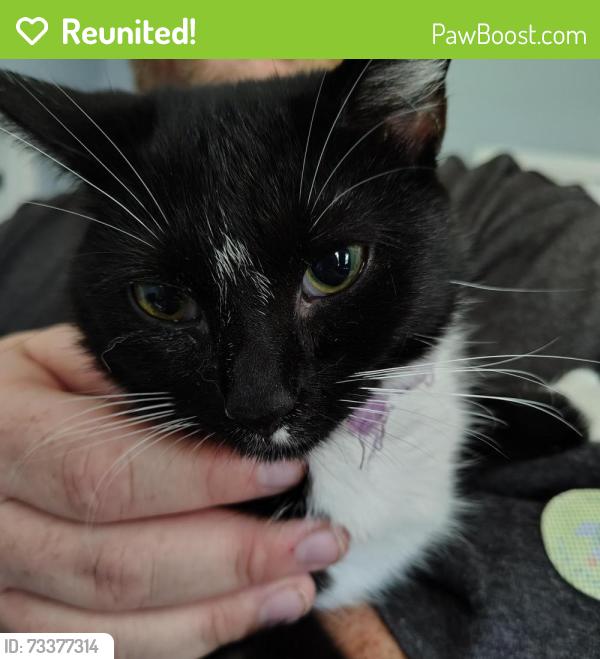 Reunited Female Cat last seen W manning street and Lexington St., Chesnee, SC 29323