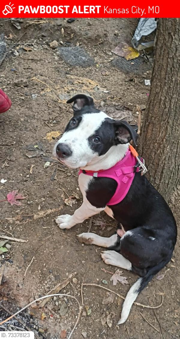 Lost Male Dog last seen 45th and Chelsea, Kansas City, MO 64130