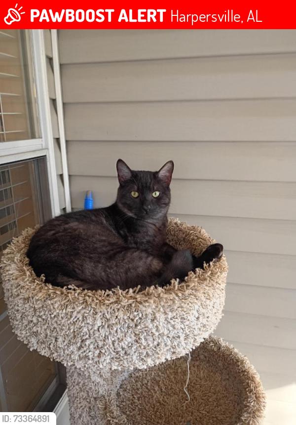 Lost Male Cat last seen Farm land, Harpersville, AL 35078