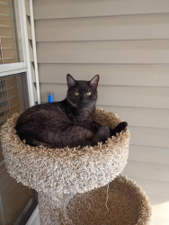 Lost Male Cat last seen Farm land, Harpersville, AL 35078