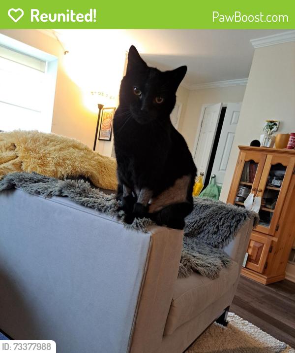 Reunited Male Cat last seen Covered Bridge Crossing, Phoenixville, PA 19460