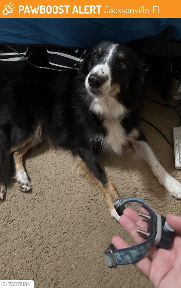 Found/Stray Male Dog last seen Fraser, Jacksonville, FL 32216