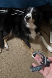 Found/Stray Male Dog last seen Fraser, Jacksonville, FL 32216