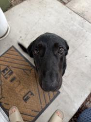 Lost Male Dog last seen Randal, Rialto, CA 92376