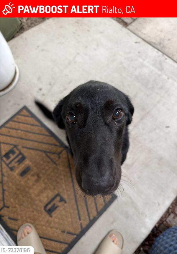 Lost Male Dog last seen Randal, Rialto, CA 92376