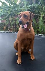 Lost Female Dog last seen Mustang, Alvin, TX 77511