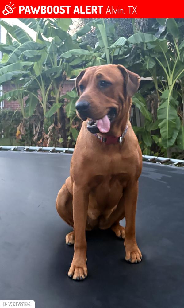 Lost Female Dog last seen Mustang, Alvin, TX 77511
