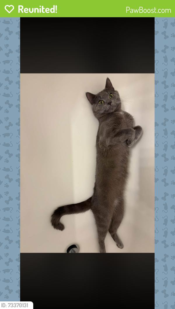 Reunited Male Cat last seen N Pennsylvania ave, Greensburg middle school, Greensburg, PA 15601
