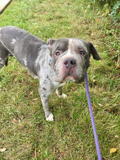 Shelter Stray Male Dog last seen Near Mariban ct, 21225, MD, 2490 Giles Rd, Baltimore, MD 21225, USA