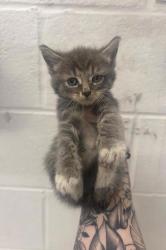 Shelter Stray Female Cat last seen Near Blk N Caroline St, 21205, MD, 2490 Giles Rd, Baltimore, MD 21225, USA