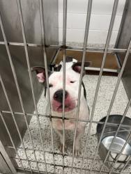 Shelter Stray Male Dog last seen Near Mayson Turner Rd NW, Atlanta, GA, 1251 Fulton Industrial Blvd NW, Atlanta, GA 30336, USA