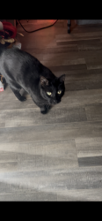 Lost Male Cat last seen Fairview rd, Simpsonville, SC 29680