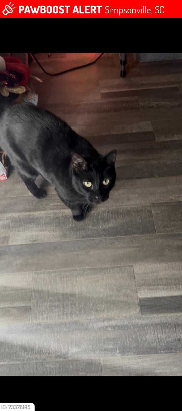 Lost Male Cat last seen Fairview rd, Simpsonville, SC 29680