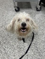 Shelter Stray Male Dog last seen Springfield, VA, 22150, Greenville Pl./ Hanover Av, Fairfax County, VA, 4500 West Ox Rd, Fairfax, VA 22030, USA