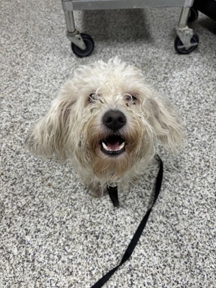 Shelter Stray Male Dog last seen Springfield, VA, 22150, Greenville Pl./ Hanover Av, Fairfax County, VA, 4500 West Ox Rd, Fairfax, VA 22030, USA