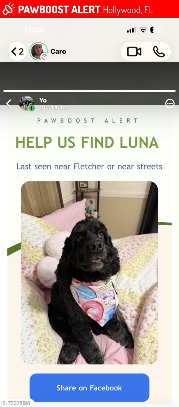 Lost Female Dog last seen Pembroke RD, Hollywood, FL 33023