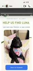 Lost Female Dog last seen Pembroke RD, Hollywood, FL 33023