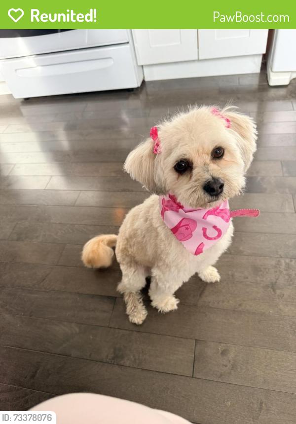 Reunited Female Dog last seen Oak & Ogden Ave, Brookfield, IL 60513