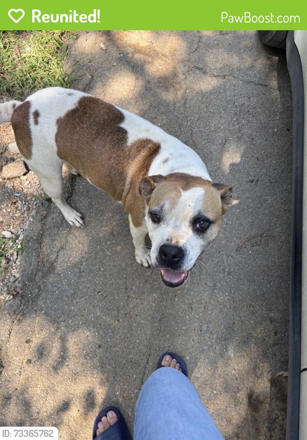 Reunited Female Dog last seen Near Knotts Cir, Woodstock, GA 30188, USA, Woodstock, GA 30188